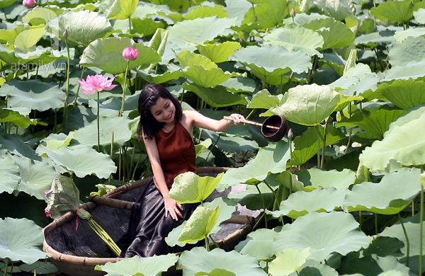 chụp sen hồ tây
